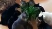 Ces adorables chats se déchaînent sur une plante ! Mais regardez bien à l'arrière