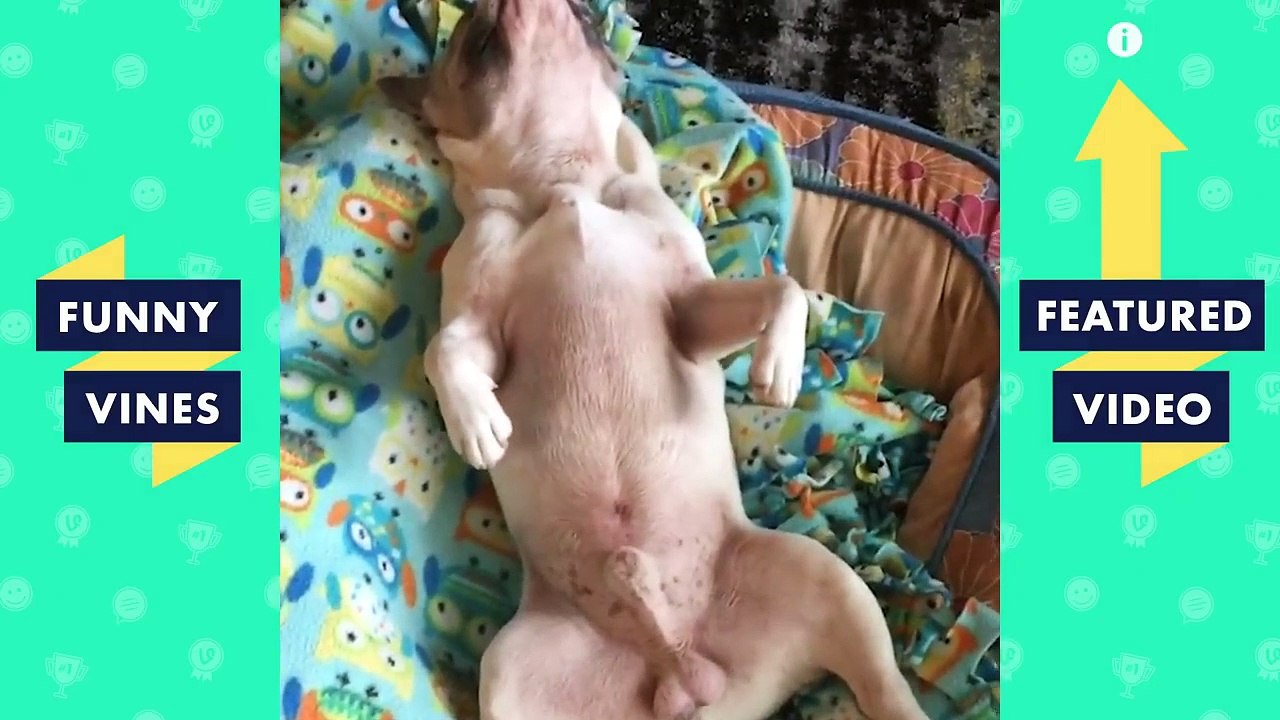 TRY NOT TO LAUGH - Funny Pet Videos!  | November 2018