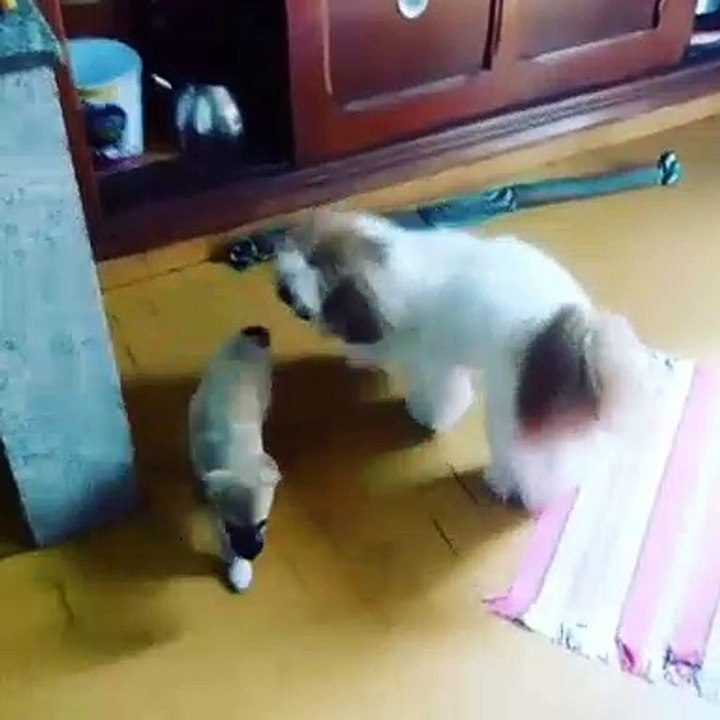 Être petit ne veut pas dire faible. Regardez comment ce chiot malmene ce gros chien