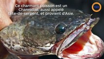 Tuez ce poisson si vous le voyez !