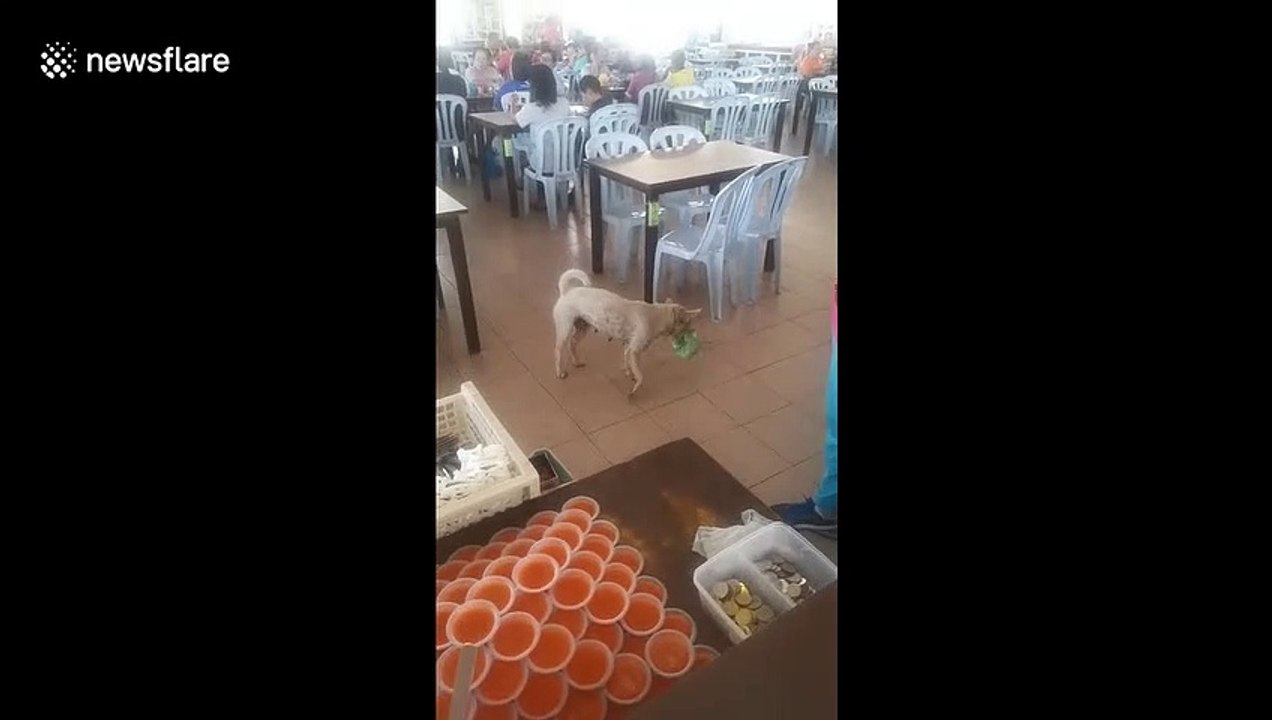 Stray dog comes to restaurant every day to collect leftover food for its family