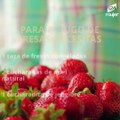 Recetas de batidos con jengibre, frutas y otros ingredientes