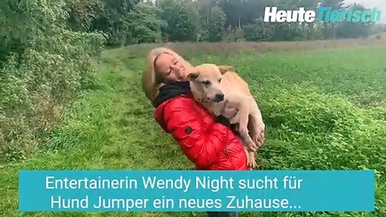 Wendy Night sucht Familie für dreibeinigen Hund