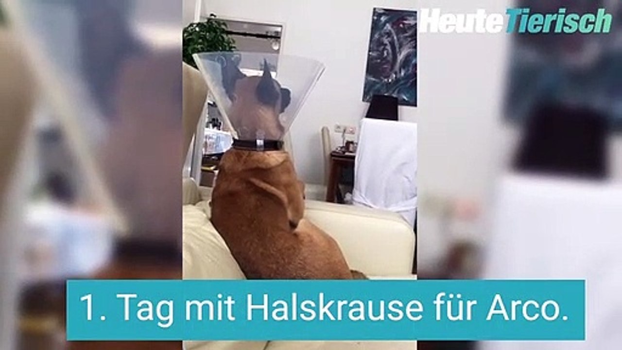 Schmollender Hund zeigt, was er von Halskrause hält