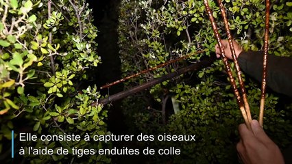 Un amateur défend la "chasse à la glu", dans le viseur des défenseurs de la nature