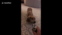 Sausage dog hilariously shuffles backwards in anticipation of toy being thrown