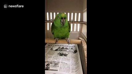 Nico the parrot is back! This time she can laugh on demand