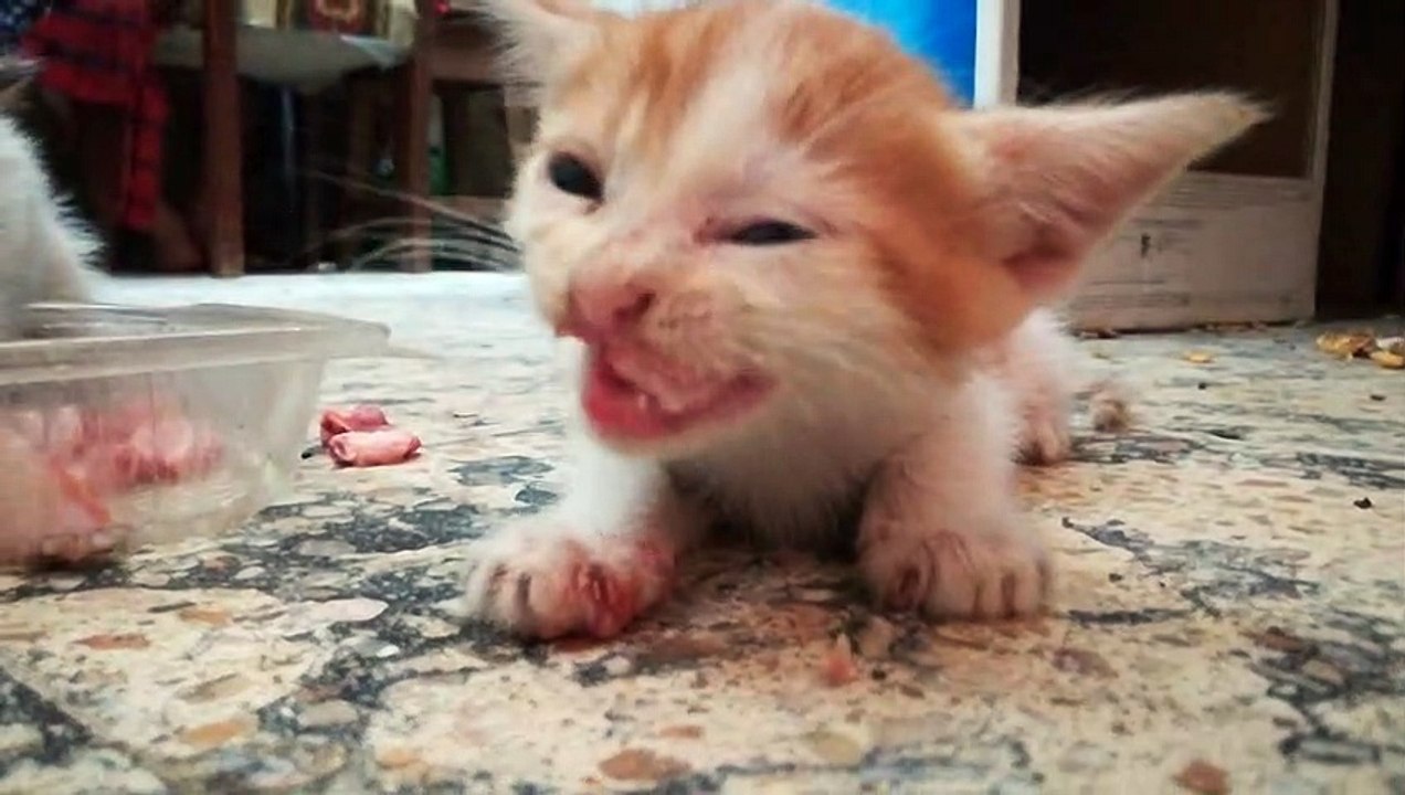 cute kitty tries chicken bones