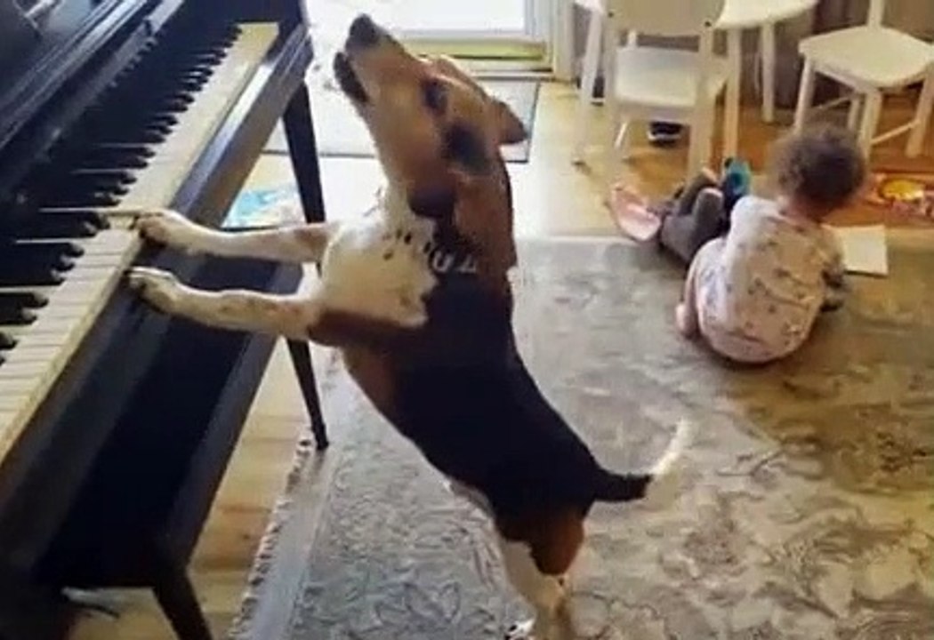 Chien compositeur joue du piano  собака композитор
