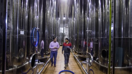 Así obtienen el aceite virgen extra "de la resistencia" en Cerro Libertad