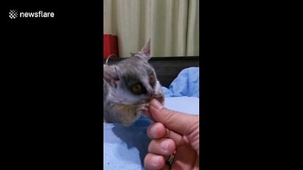 Bushbaby enjoys eating worm
