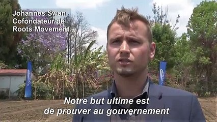 Du chanvre industriel semé pour la première fois au Zimbabwe