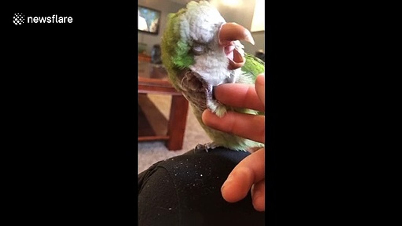 Bird enjoys his self-scratches