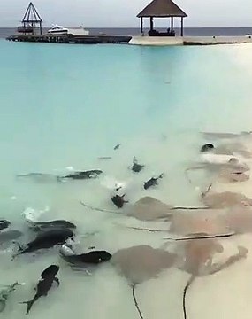 L'heure du repas pour ces dizaines de raies et de requins sauvages sur la plage