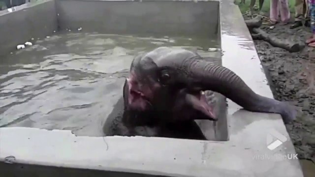 Des villageois sauvent un éléphanteau de la noyade... magnifique