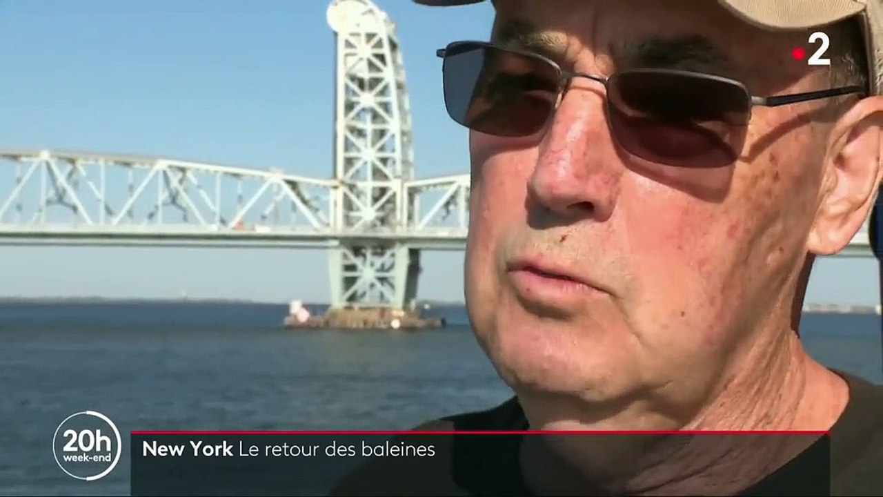 New York : les baleines à bosse réinvestissent la baie