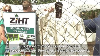 First industrial hemp crop planted in Zimbabwe