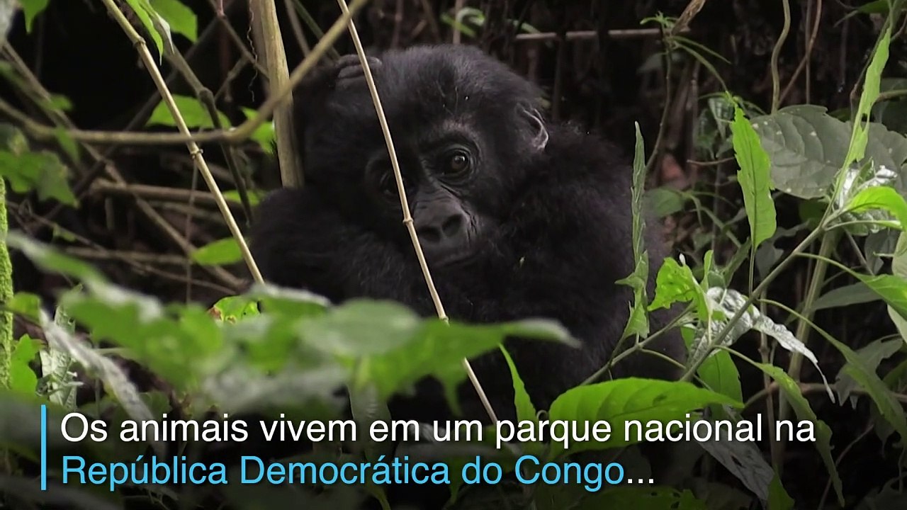 Gorilas no conflito