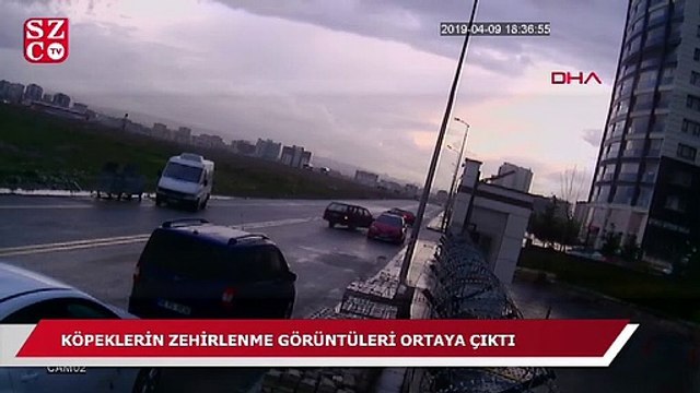 Ankara'da 16 köpeğin zehirlenerek öldürülmesinin görüntüleri ortaya çıktı