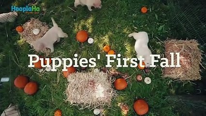Golden Retriever Puppies Experience Fall for the First Time