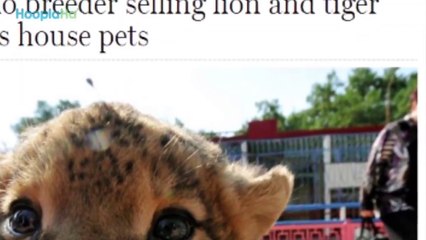 Pet Tiger Rescued Back to Health -- Aria the Tiger