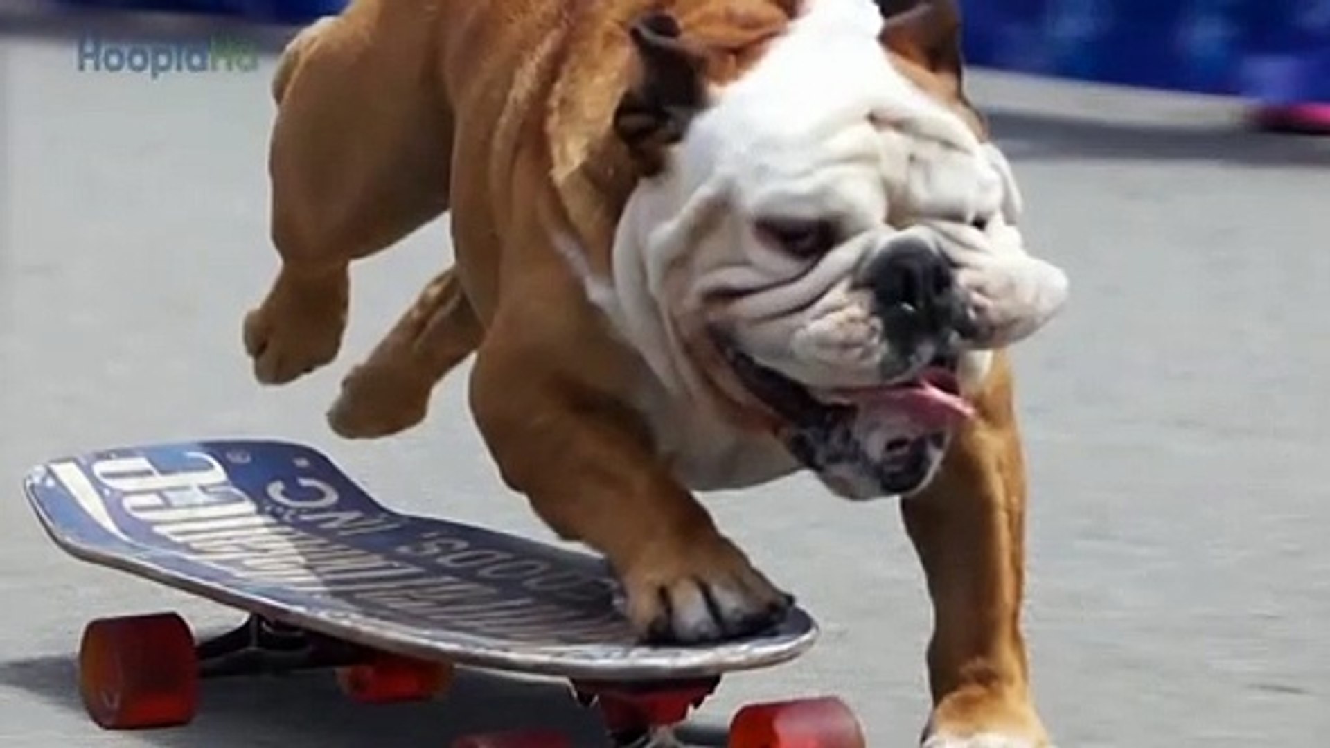 Tillman the Surfing Bulldog - video Dailymotion