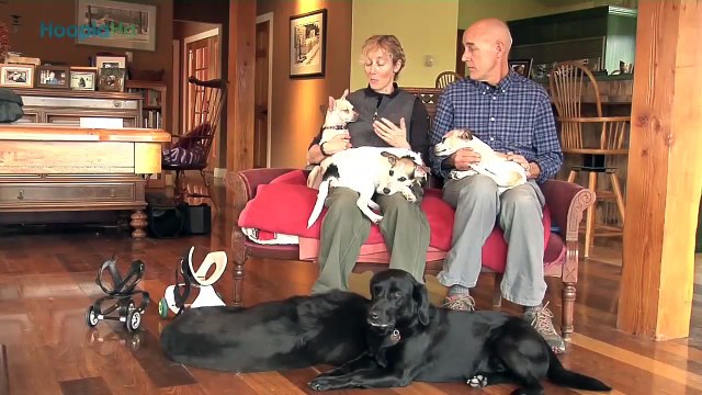 Kandu and Lucy- Armless Therapy Dogs