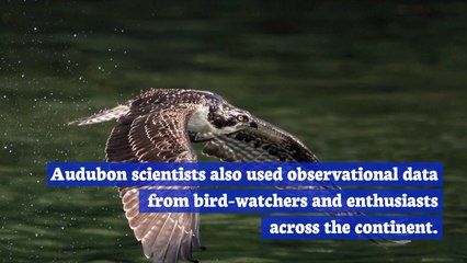 Birds Face A Mass Extinction In North America