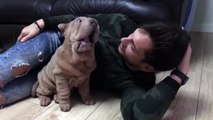 Sharpei Puppy Plays with Dad