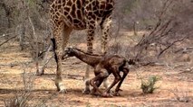 El bebé jirafa es devorado por los leones apenas dar sus primeros pasos