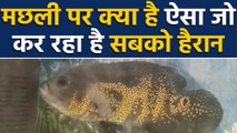 UP Shamli में सभी को हैरान कर रही है ये Special fish, चौंका देगी वजह, Watch Video | वनइंडिया हिंदी