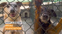 Adopt a Shelter Dog: These puppers are looking for their forever homes