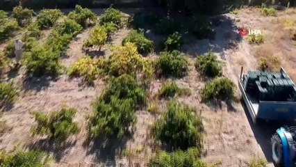 Isparta'da üzüm için hasat zamanı