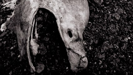 History|237447|1619701827538|In Search Of|Mystery of the Stronsay Beast|S2|E2