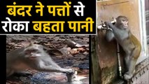 Viral Video में देखिए एक Monkey ने पत्तों से की पानी को बचाने की कोशिश, Save Water | वनइंडिया हिंदी