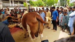 EID UL ADHA 2019 - BAKRA EID PAKISTAN Beautiful Cows For Qurbani 2019 In Karachi
