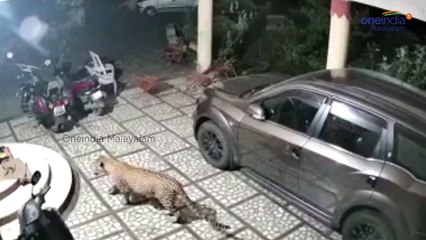 പാതിരാത്രി വളര്‍ത്തു പട്ടിയെ കടിച്ചു കൊണ്ടുപോകുന്ന പുള്ളിപ്പുലി | Oneindia Malayalam