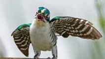 Chim Cu Diederik Và Hành Vi Lén Lút Đẻ Nhờ Trứng Vào Tổ Loài Chim Khác