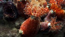 10 Strange Deep Sea Creatures