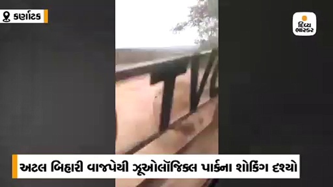 સહેલાણીઓની સફારી કાર પાછળ સિંહે દોટ મૂકી, એક કિ...