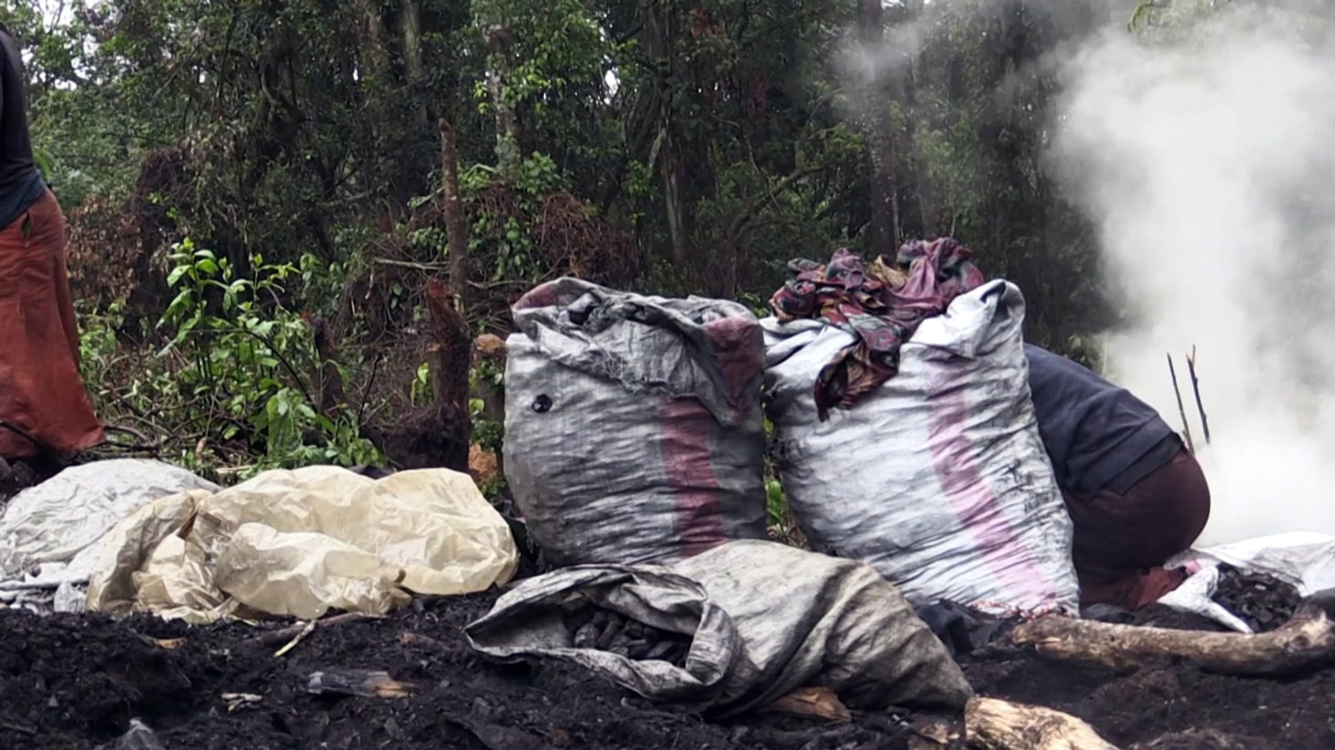 ⁣High-stakes conflict threatens DR Congo gorillas