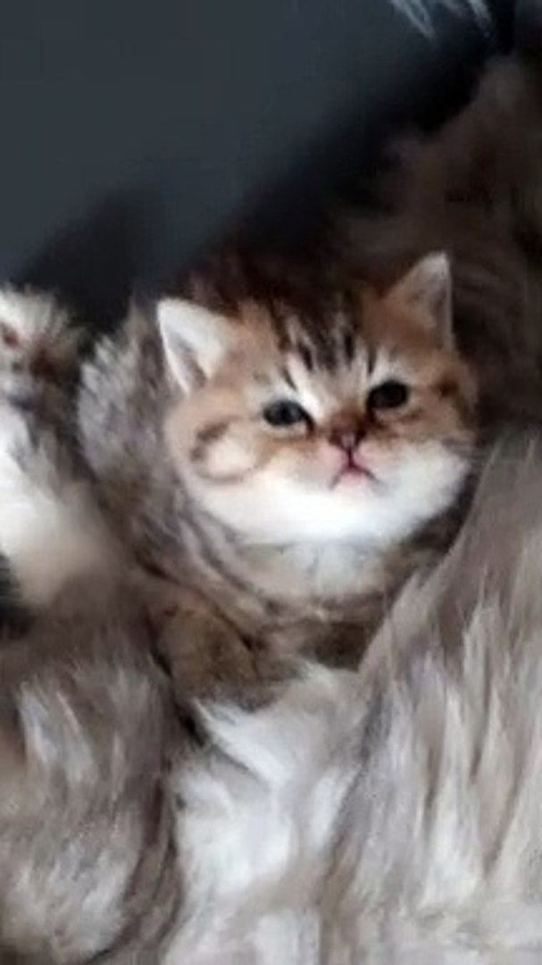 Prince Schumi British Shorthair