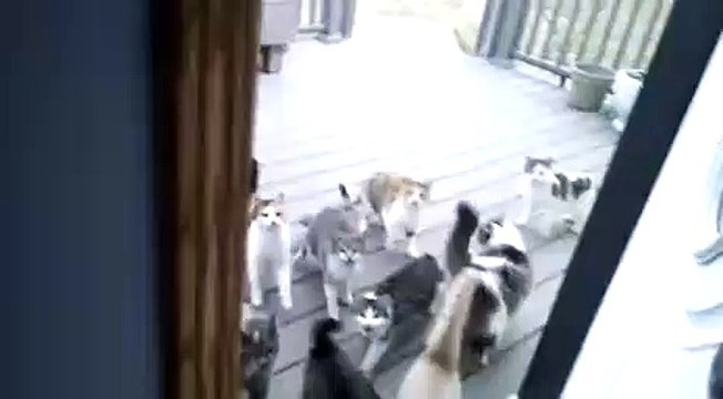 Les visiteurs les plus mignons que vous pouvez avoir devant la porte de vos maisons