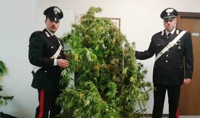 Osimo (AN) - Serra di marijuana in casa, due arresti (12.10.19)