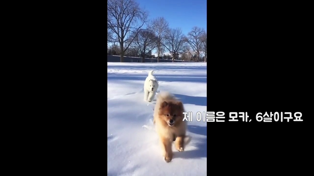 Samoyed And Pomeranian's Video 1