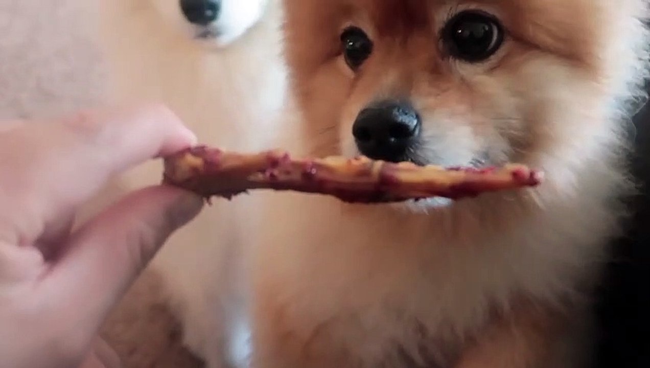 Samoyed Pomeranian Trying New Treats Eating Sound