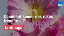 Vos Questions Jardin: Comment semer des roses trémières