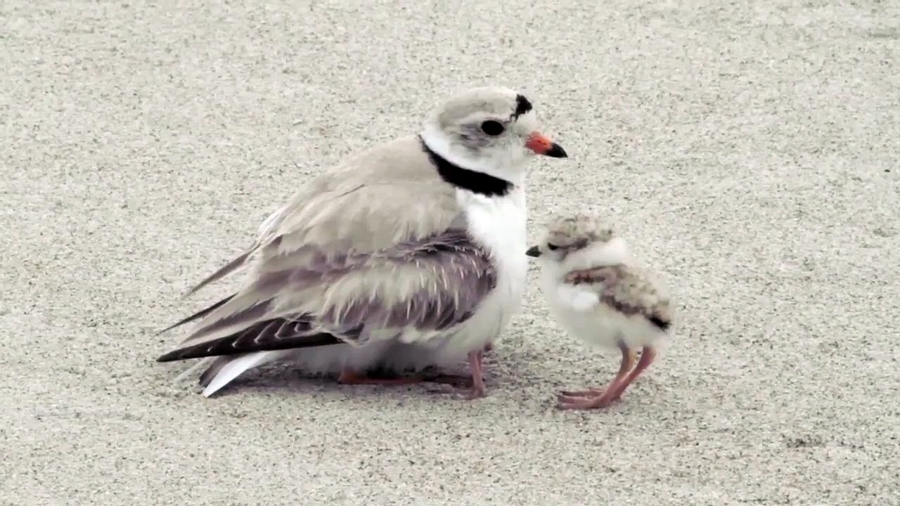 Regardez ce qui se cache sous cet oiseau... Adorable!