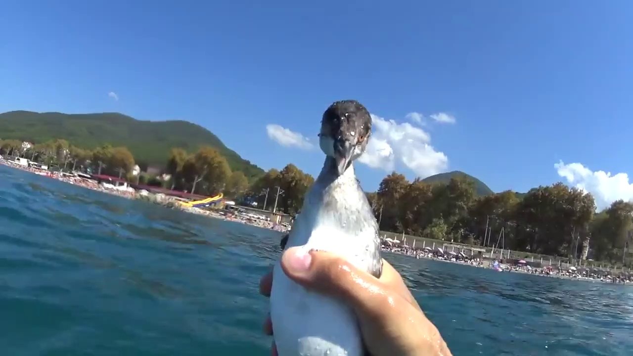 Ce plongeur se lance  à la poursuite d'un oiseau sous l'eau et réussit à le capturer