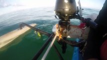 Des pêcheurs trouvent un iguane en pleine mer, très loin des côtes